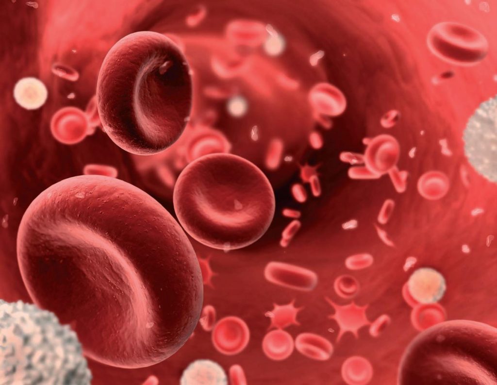 Scoperto l'enzima responsabile del differenziamento dei globuli rossi