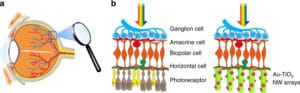 Rigenerazione retinica attraverso biomateriali a base di nanocavi