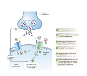 sinapsi ampa funzionamento