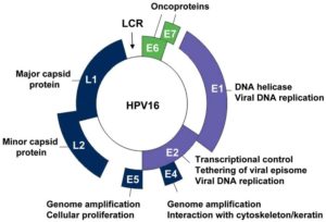 HPV virus oncogeno grazie a particolari geni