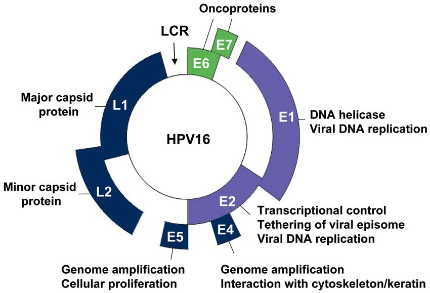 helminth worm therapy papillomavirus genome structure