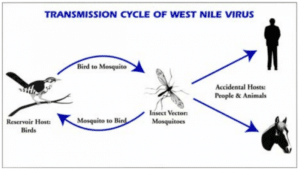 west-nile-virus-trasmissione