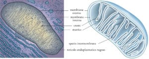 mitocondri e stress legati dal dna
