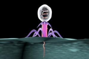 batteriofagi e batteri per la farmacoresistenza
