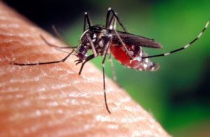 Una zanzara sopra la pelle. Allontanare le zanzare: si può?