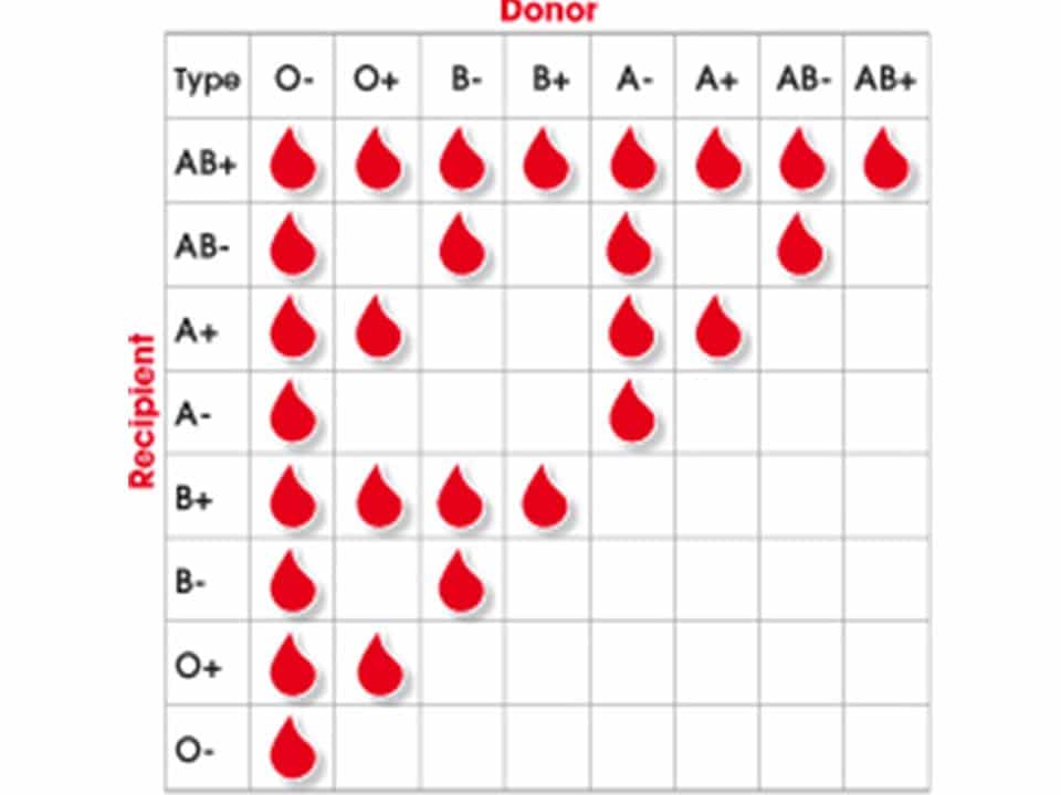 Совместимость второй группы крови