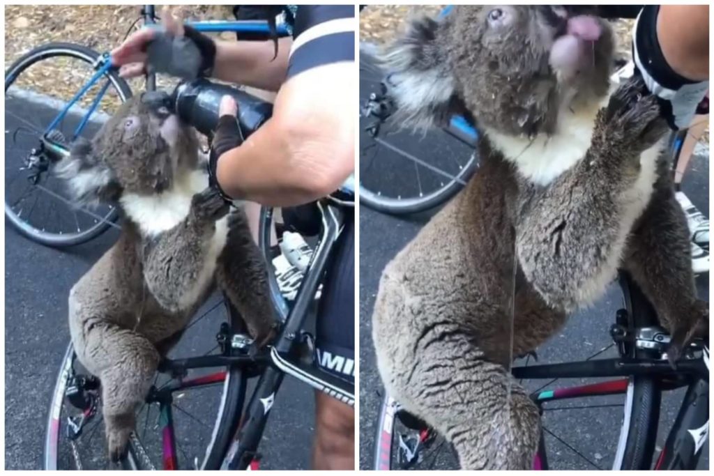 Australia, Koala