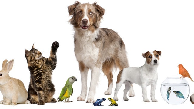 pet shopping online