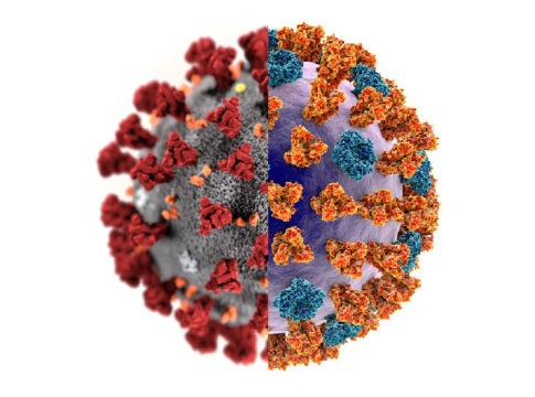 Differenza coronavirus influenza