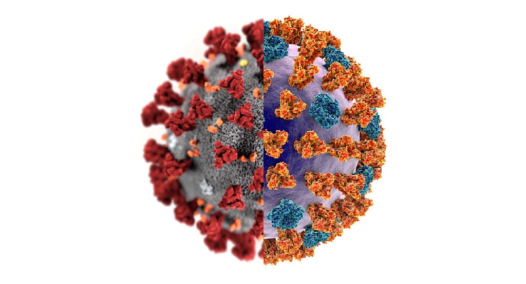 Differenza coronavirus influenza