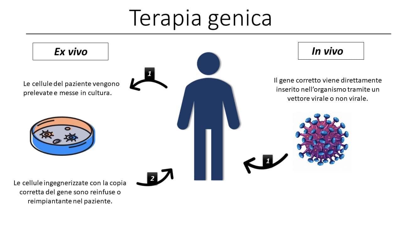 In vivo это. Ex vivo и in vivo. In situ in vivo in vitro ex vivo. In vivo ex vivo фото. Отличие in vivo и ex vivo.