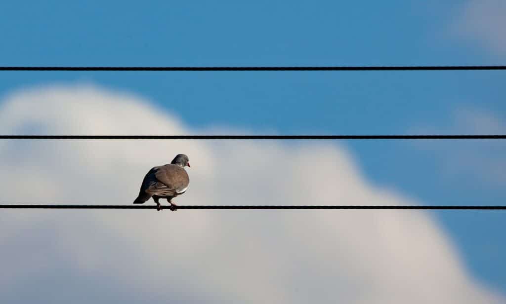 Uccelli sui cavi elettrici