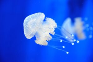 Puntura Medusa Prevenzione Jellyfish