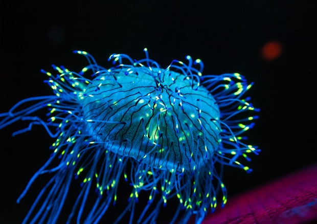 Medusa bioluminescente. Credits: Ansa