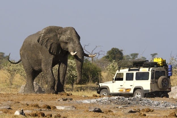 Stazza elefanti africani vs jeep