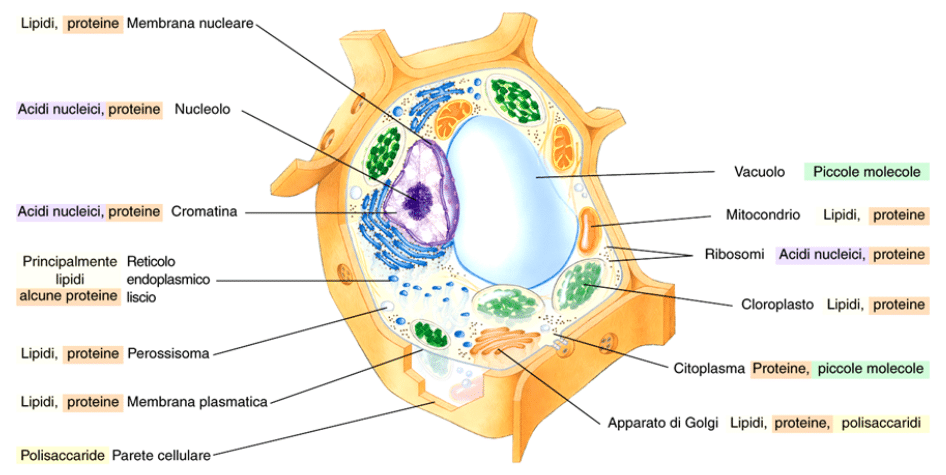 Distribuzione macromolecole cellula eucariote 