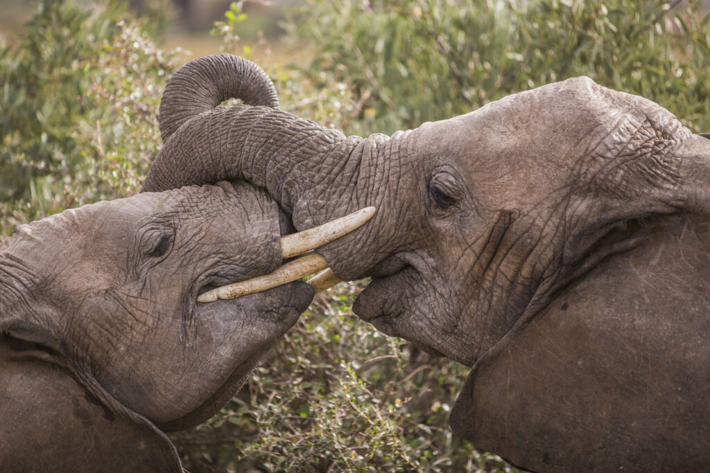 Elefanti, riserva nazionale, Kenya