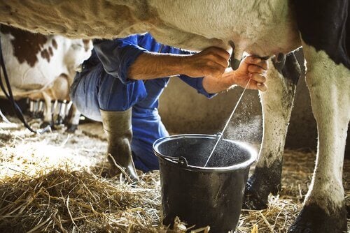 Operaio munge mucca rischio biologico brucellosi