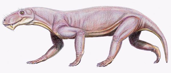 Lycaenops, animali prima dell'acesa dei dinosauri 