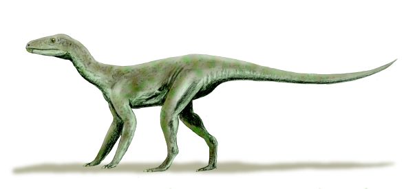 Silesaurus, animali prima dei dinosauri 