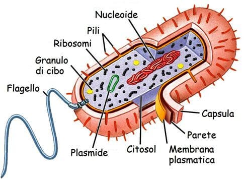 Cellula procariota Batterio visibile ad occhio nudo