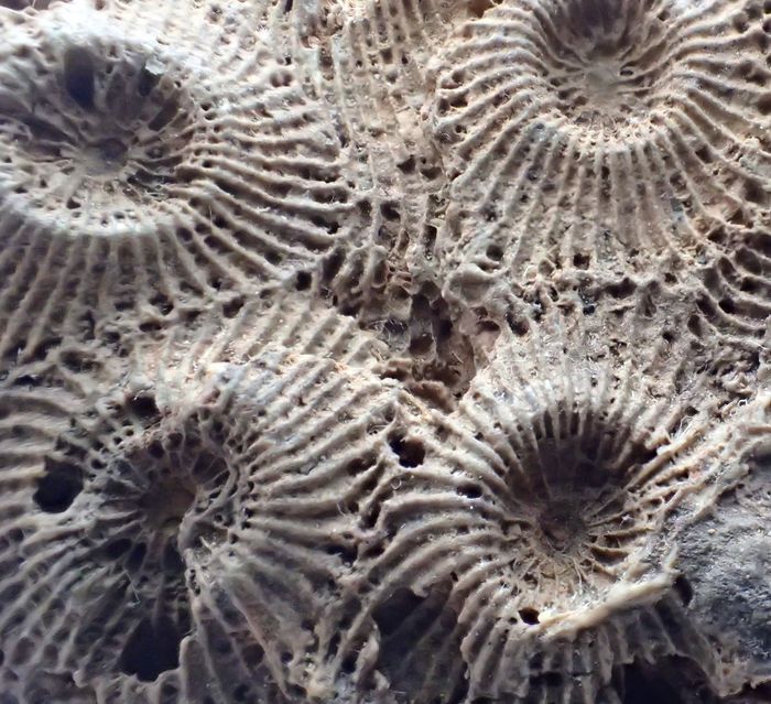 Coralli fossili