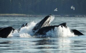 balena cerca di inghiottire kayakers