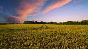 L’agricoltura in un click: soluzioni hi tech per i contadini 4.0