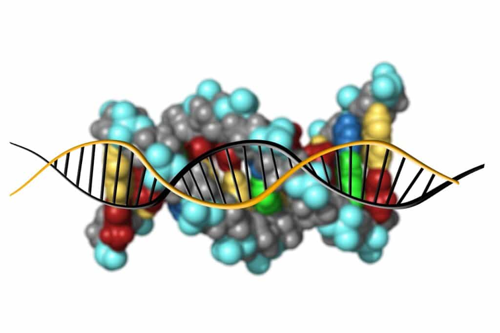 La struttura del DNA 