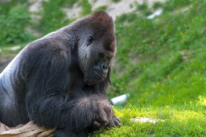 gorilla positivi a sars-cov-2