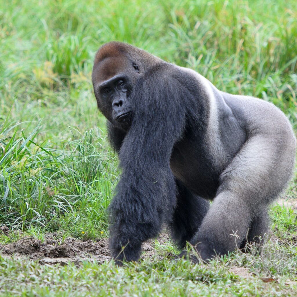 gorilla di pianura occidentale