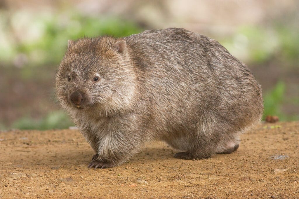 Forse abbiamo capito come fanno i wombat a fare la cacca a cubetti. Credits: JJ Harrison/Wikipedia