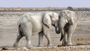 Dal DNA degli elefanti una scoperta per sconfiggere il cancro