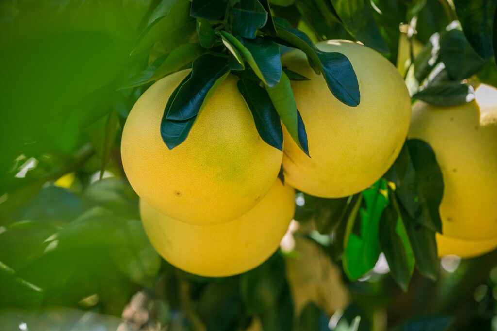 foto ravvicinata di quattro agrumi pomeli gialli sull'albero