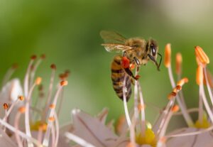 Le api possono aiutarci con il tracciamento dei positivi al coronavirus?