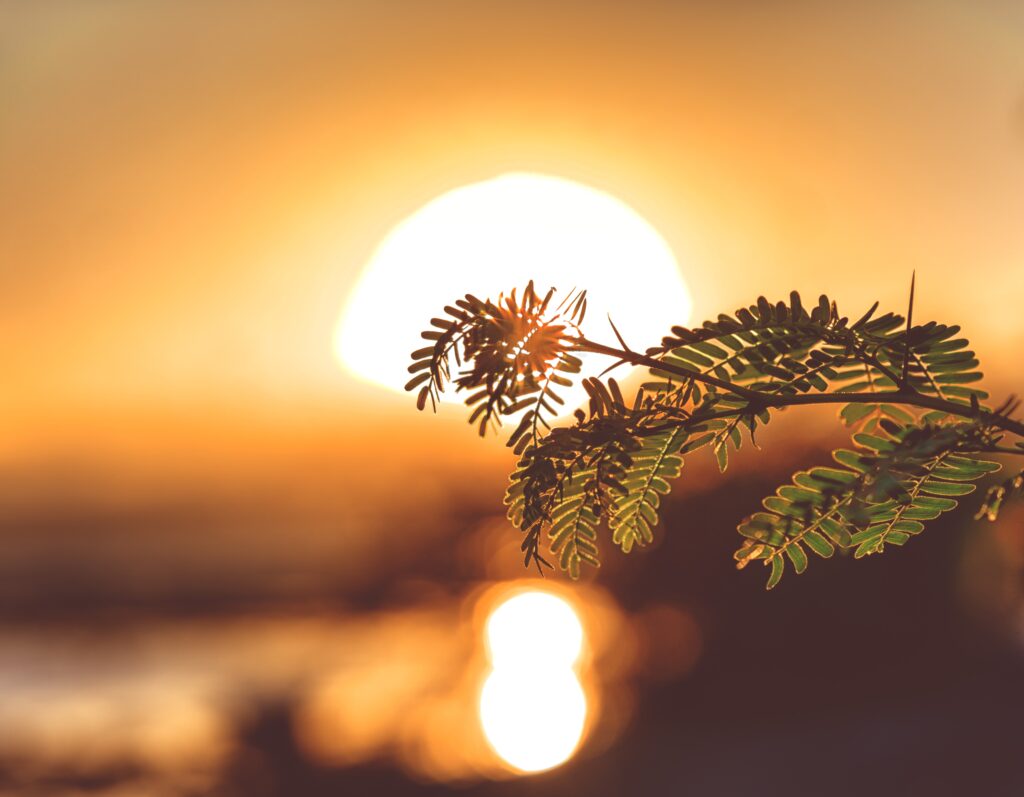 Ramo d'albero davanti ad un tramonto arancio
