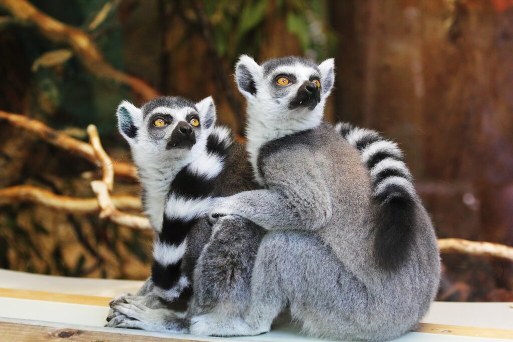 Sono state trovate prove di resistenza agli antibiotici nella pancia dei lemuri