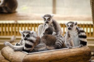 Sono state trovate prove di resistenza agli antibiotici nella pancia dei lemuri