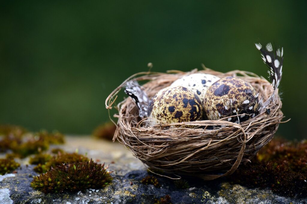 la forma dell'uovo e del nido