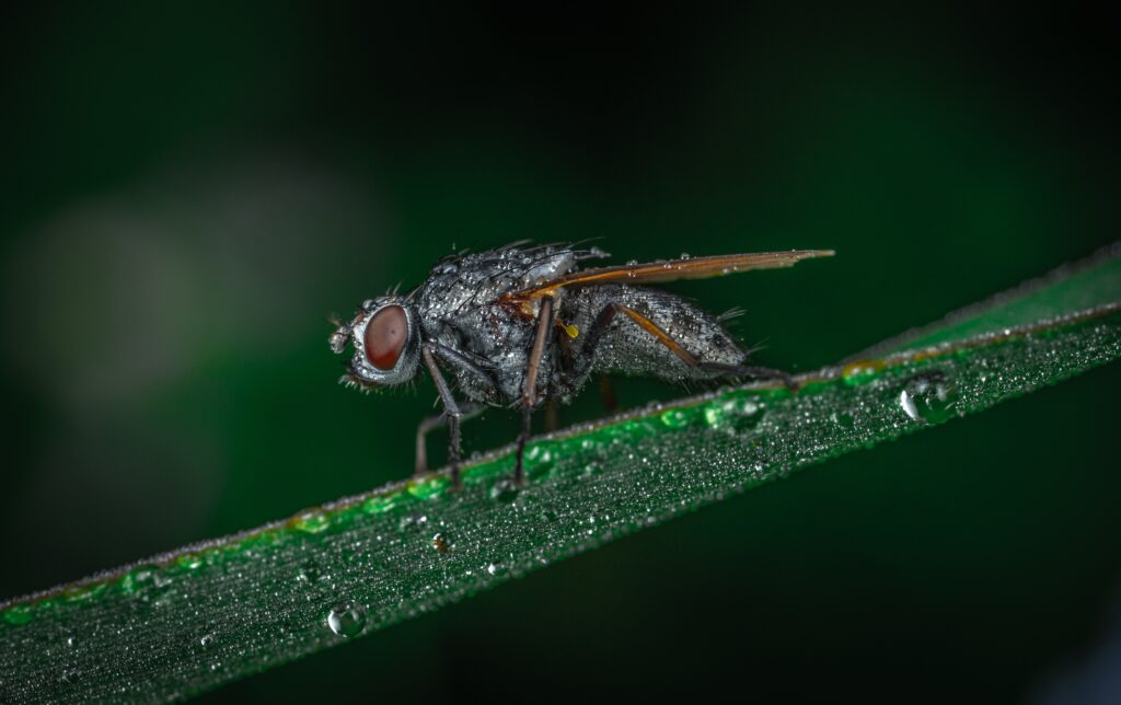 La tecnica dell’insetto sterile: un metodo per controllare popolazioni di insetti parassitarie