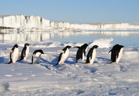 Pinguino in Nuova Zelanda: potrebbe essere colpa del cambiamento climatico