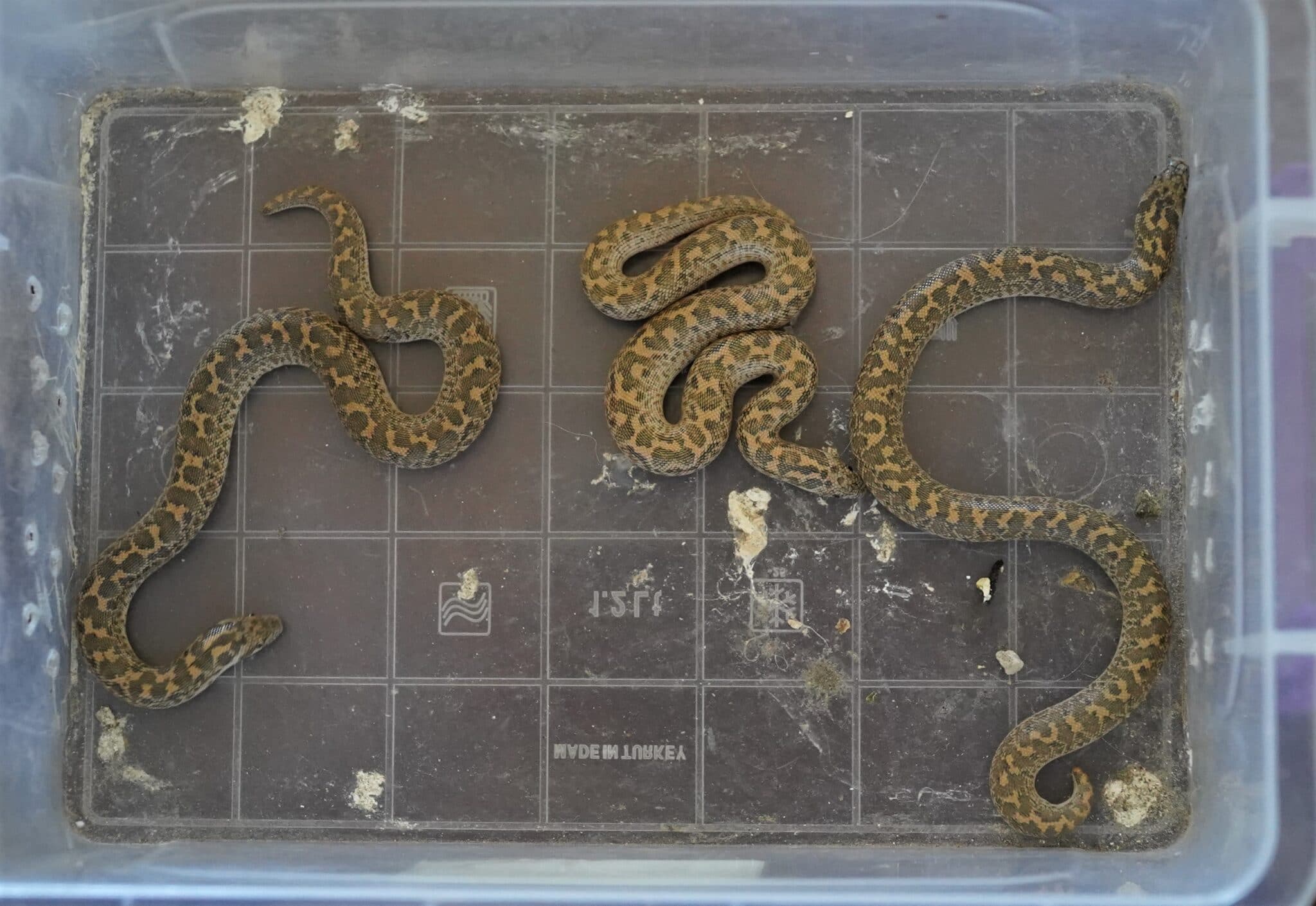 Boa delle sabbie in Sicilia una specie da proteggere