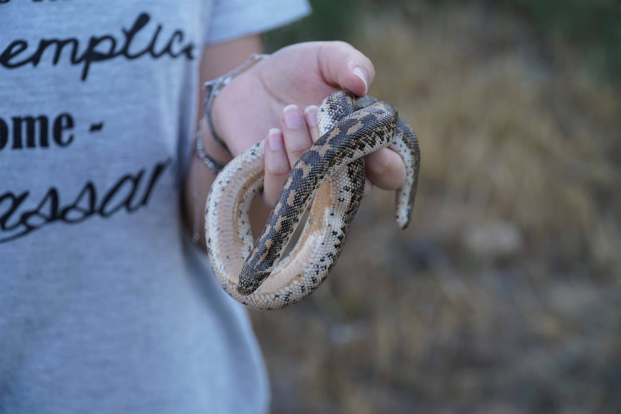 Boa delle sabbie in Sicilia una specie da proteggere