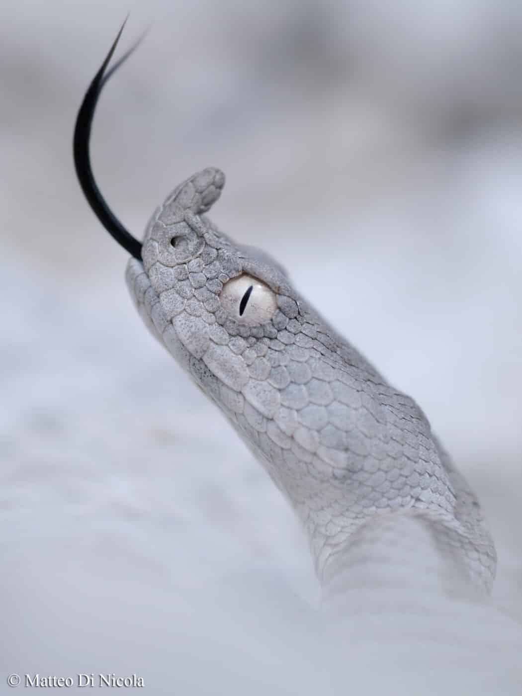 Un patogeno minaccia i serpenti italiani e li conduce alla morte. Soffre particolarmente la vipera dal corno, specie protetta che abita...