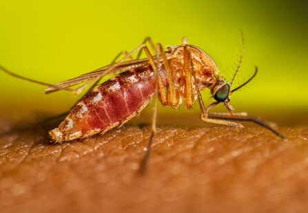 Arriva l’estate, con lei le zanzare e il West Nile Virus. C’è da preoccuparsi?