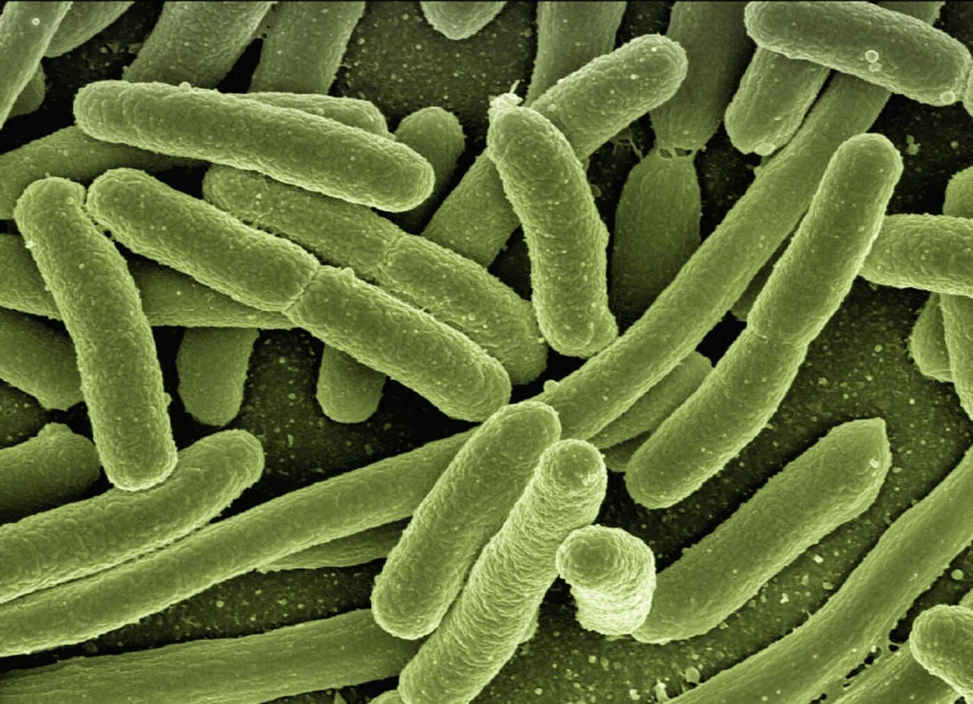 Batteri Biosistemi complessi