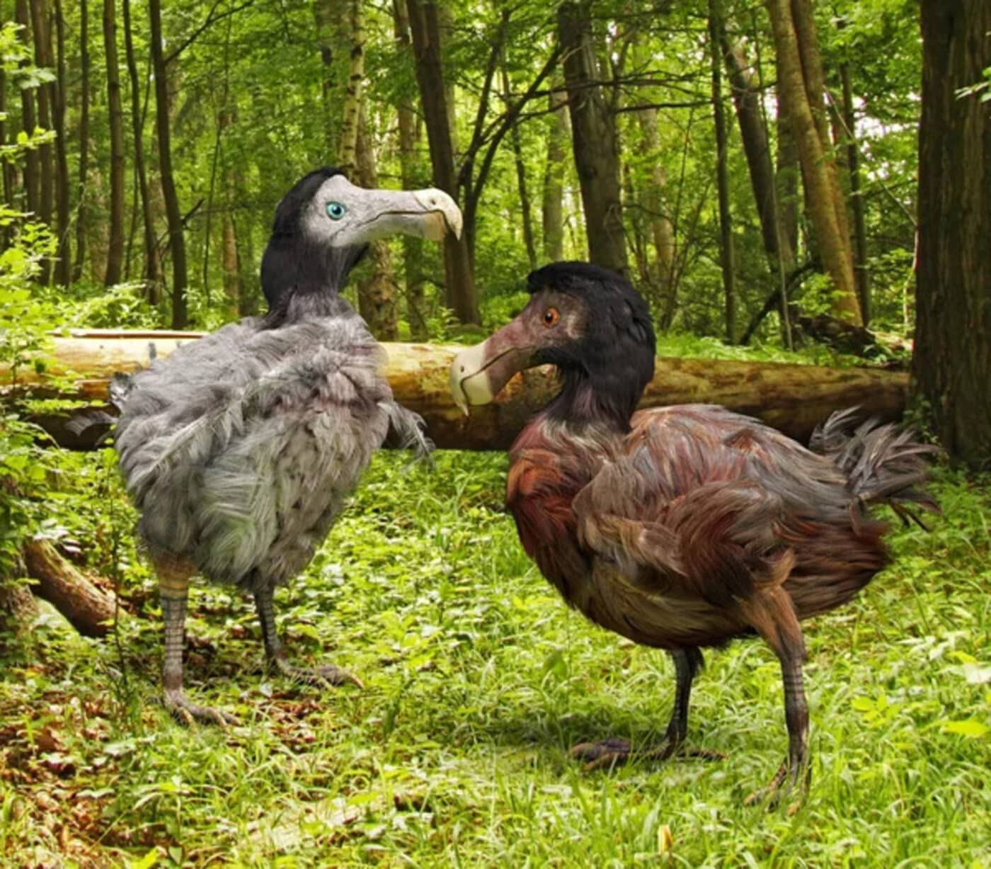 estinzione dodo, uccello, animale, riportare in vita, de-estinzione, Colossal Biosciences, genetica, clone, dodo funzionale, ricerca, cause, estinzione, Mauritius, start-up, ecosistema, DNA, Science Close-up Engineering