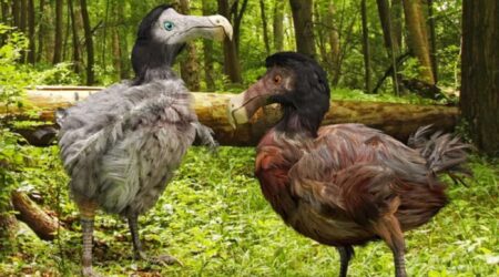 Estinzione dodo: ora si cerca di riportare in vita l’animale