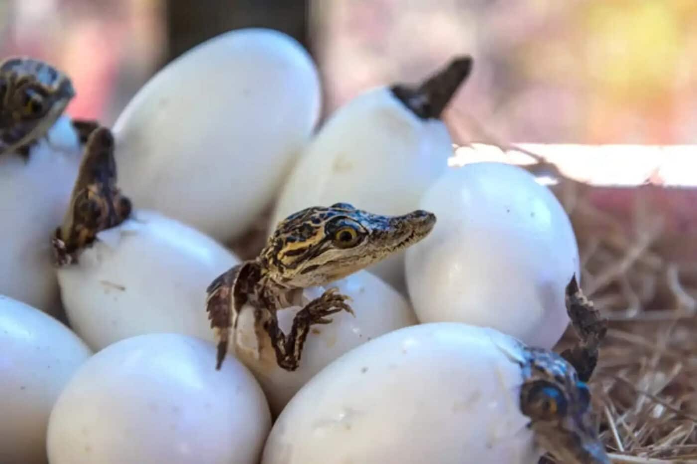 partenogenesi nel coccodrillo