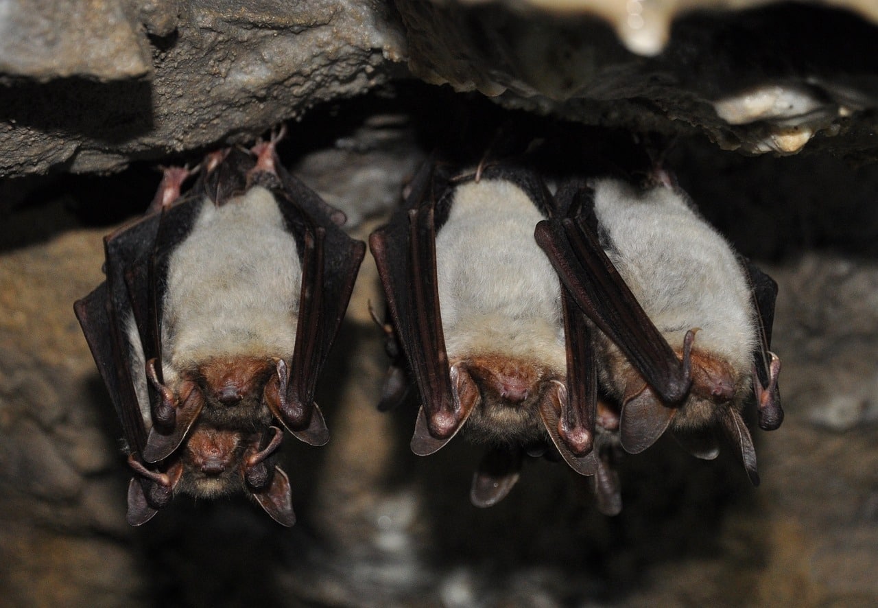 Pipistrelli: animali che usano ultrasuoni per orientarsi